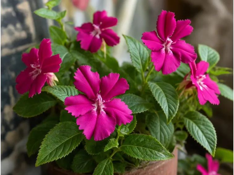 Impatiens balsamina