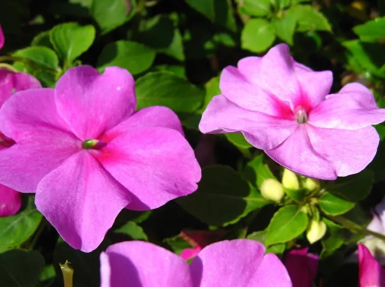 Talea impatiens