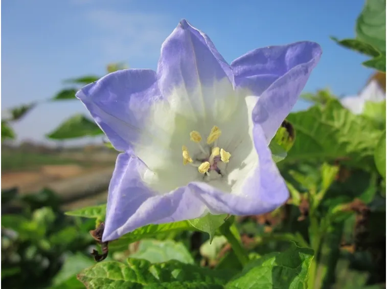 Nicandra
