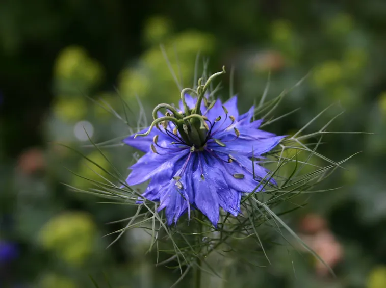 Nigella