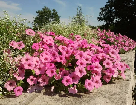 petunia