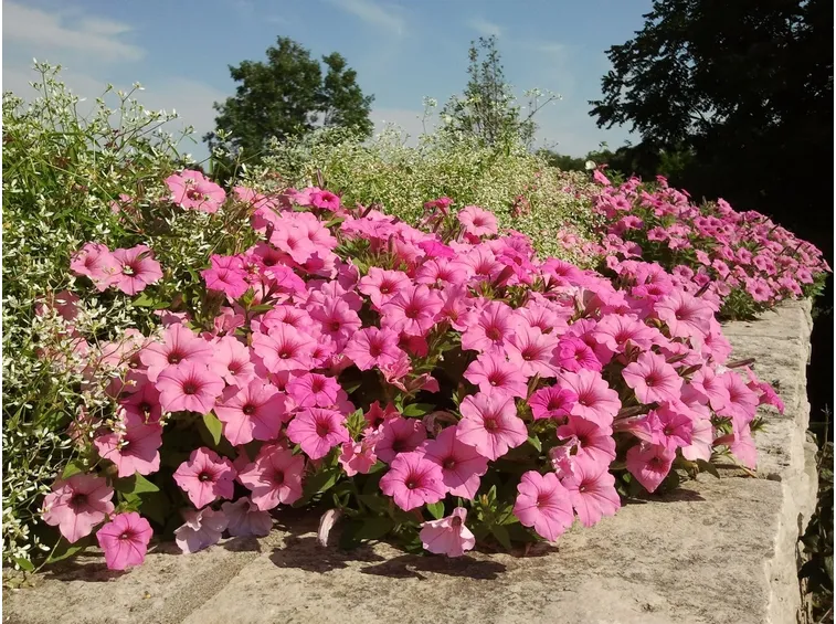 petunia 