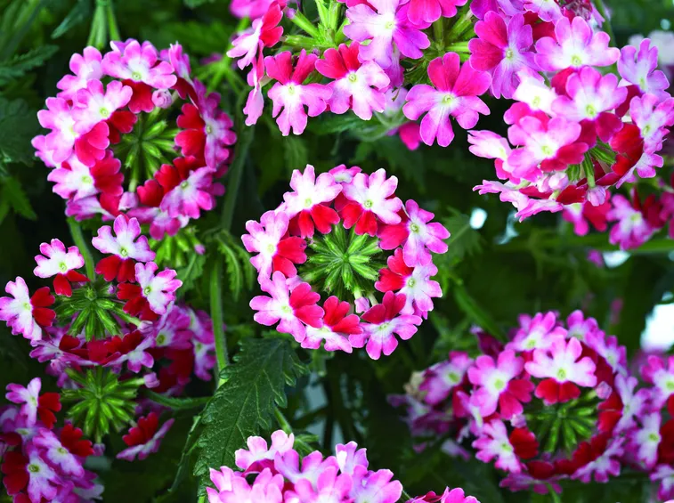 verbena