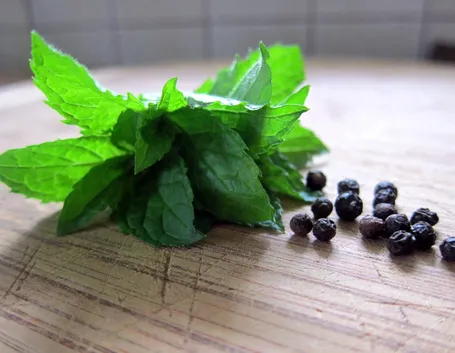 foglie menta