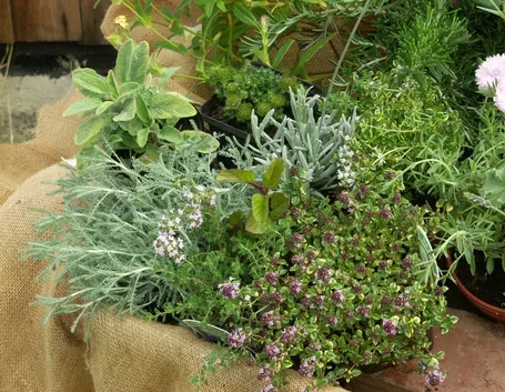 Piante aromatiche