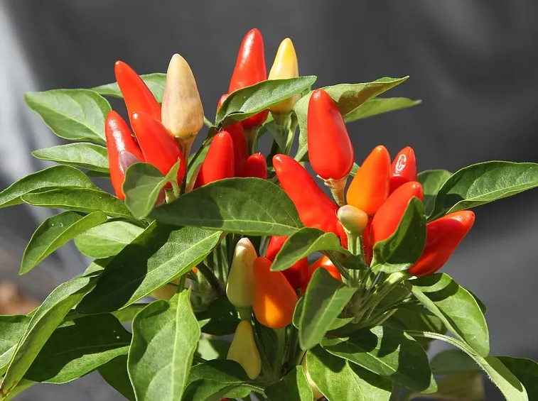 Peperoncino