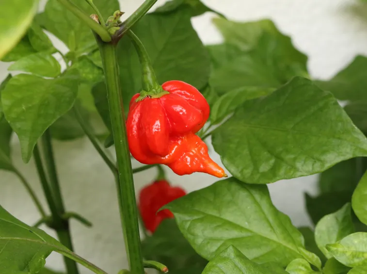 frutti peperoncino scorpion
