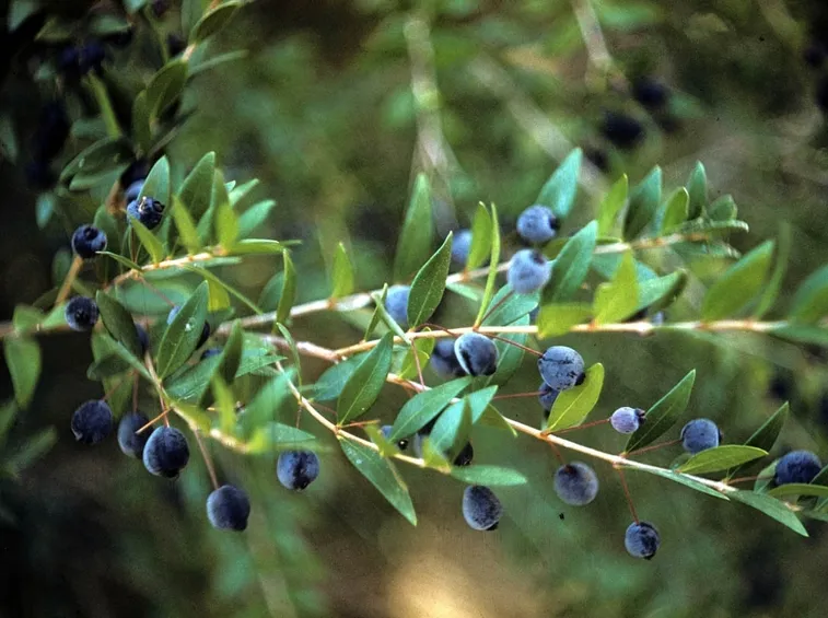 Bacche del Myrtus communis.