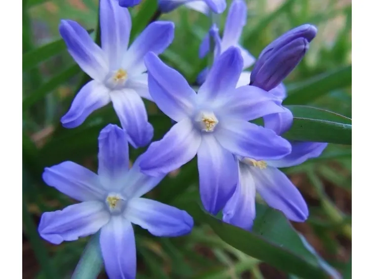 chionodoxa