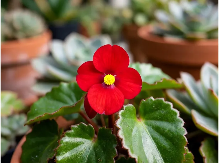 begonia