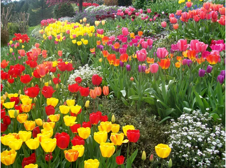 tulipani