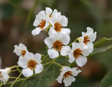 Fiori di catalpa