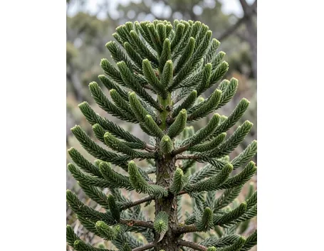 Araucaria