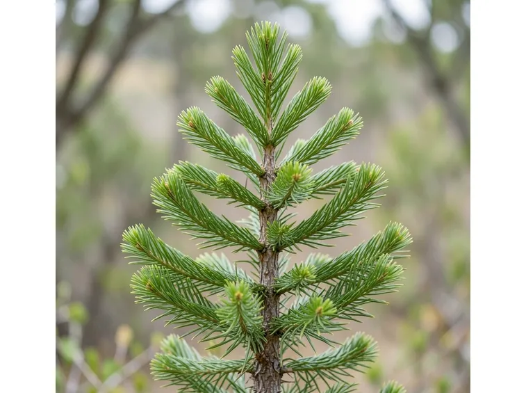 araucaria