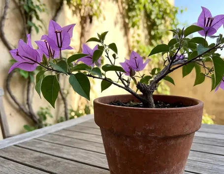 bouganvillea