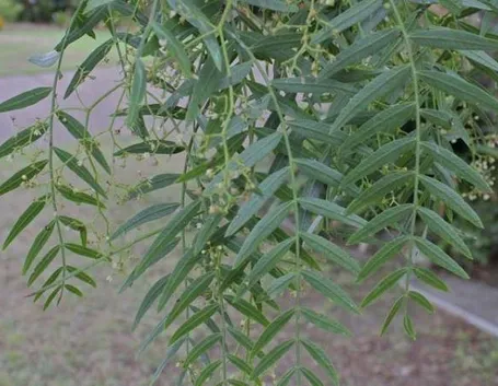 schinus molle