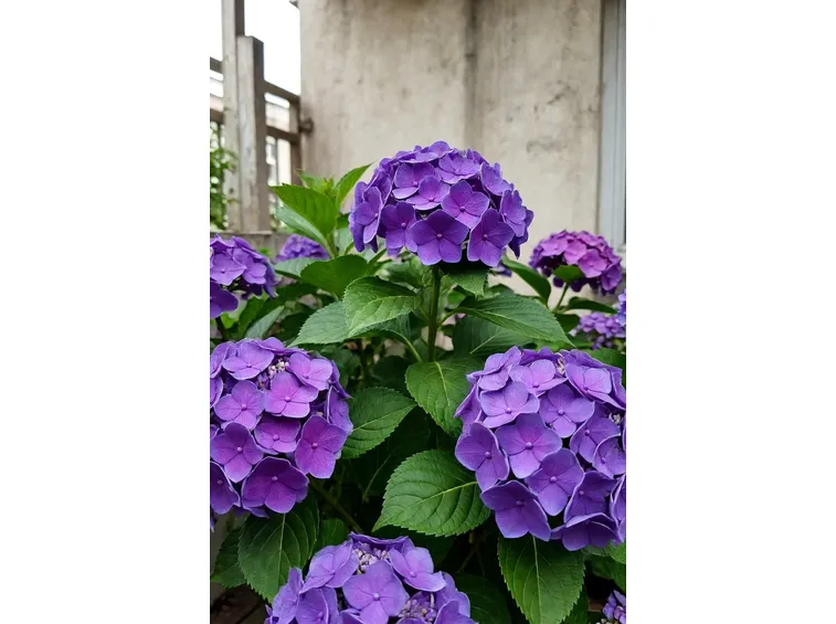 ortensia