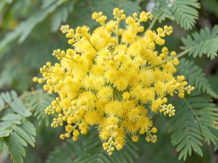 Mimosa