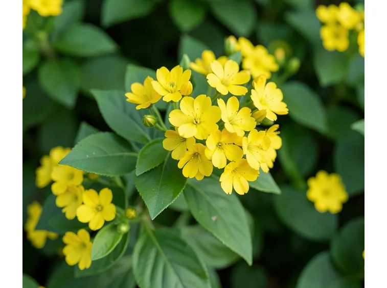 jasminum