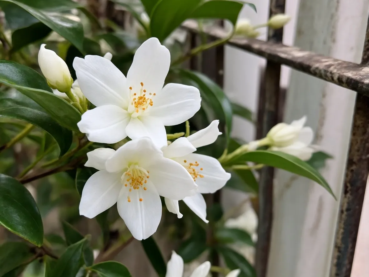 Fiori di gelsomino