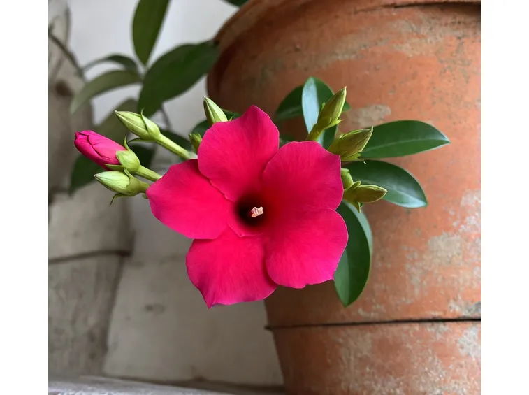 fiore