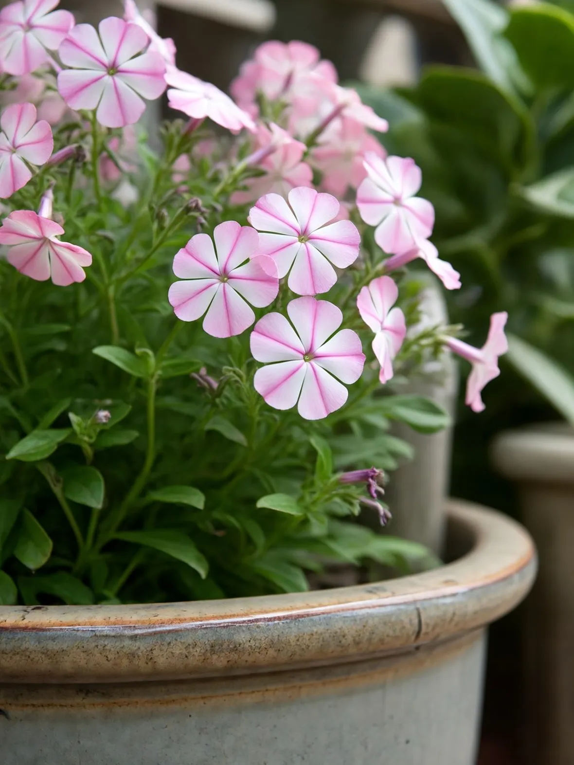 phlox 