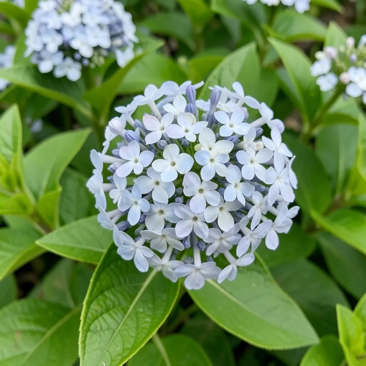 Plumbago