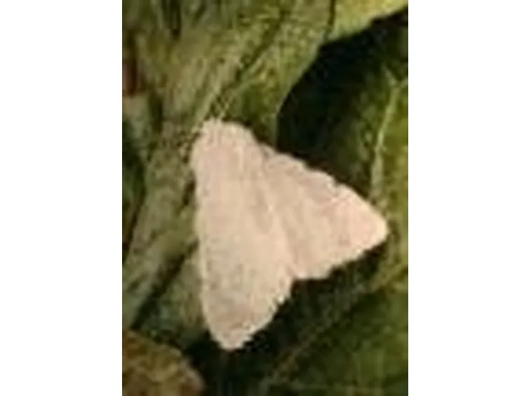 Ifantria