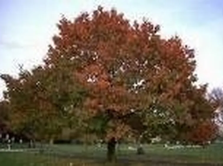 quercus coccinea