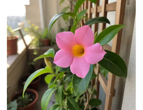 dipladenia