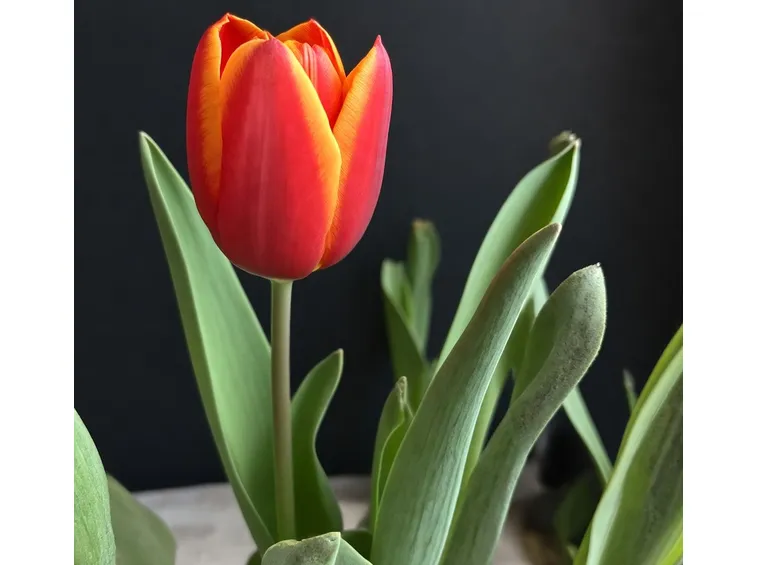 Tulipani