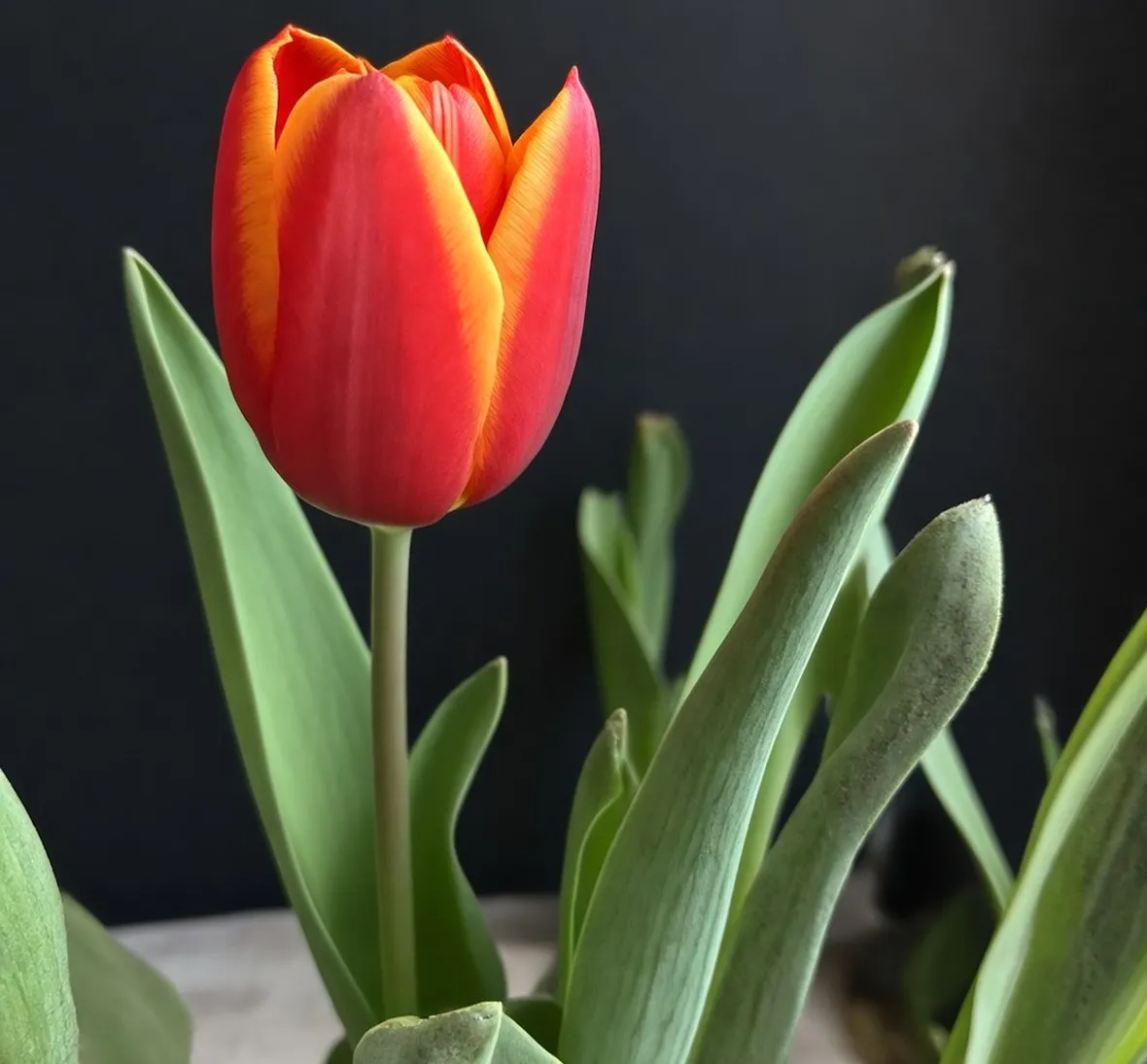 Tulipani