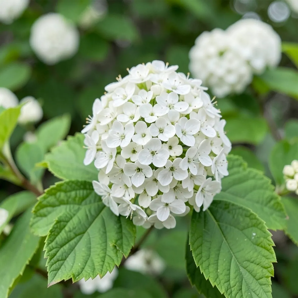 Fiori di viburno