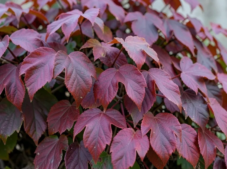 PArtenocissus in autunno