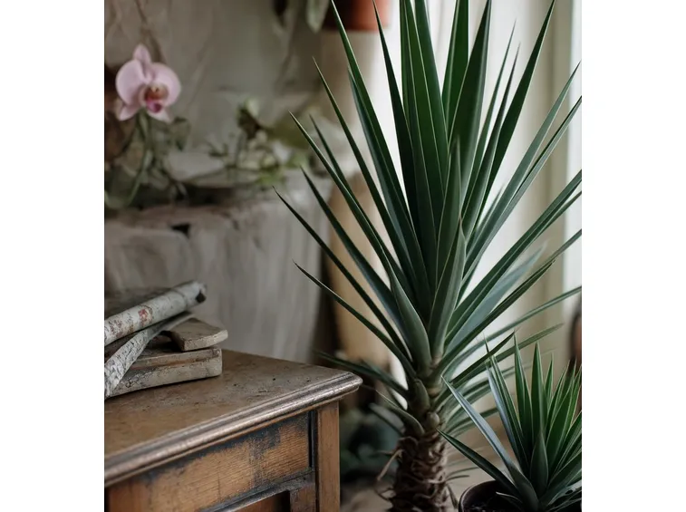 yucca