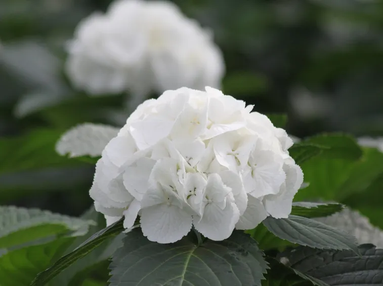 ortensia bianca da giardino