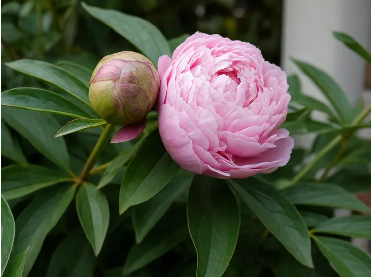 Fiori peonia