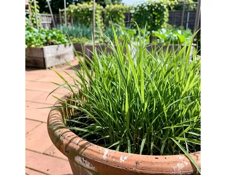 citronella