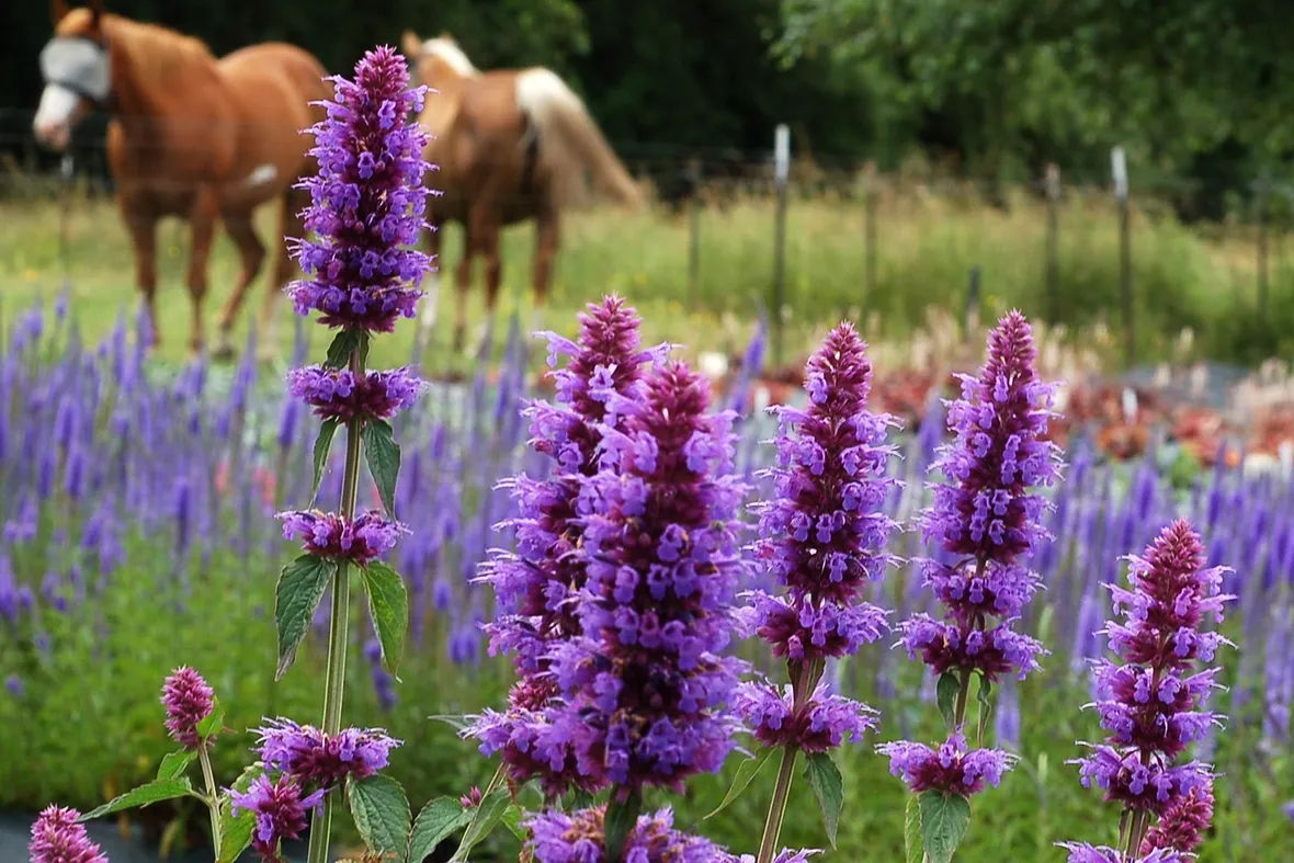 Agastache