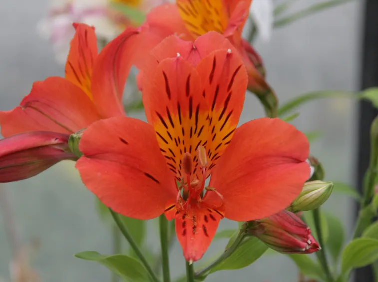 giglio peruviano rosso
