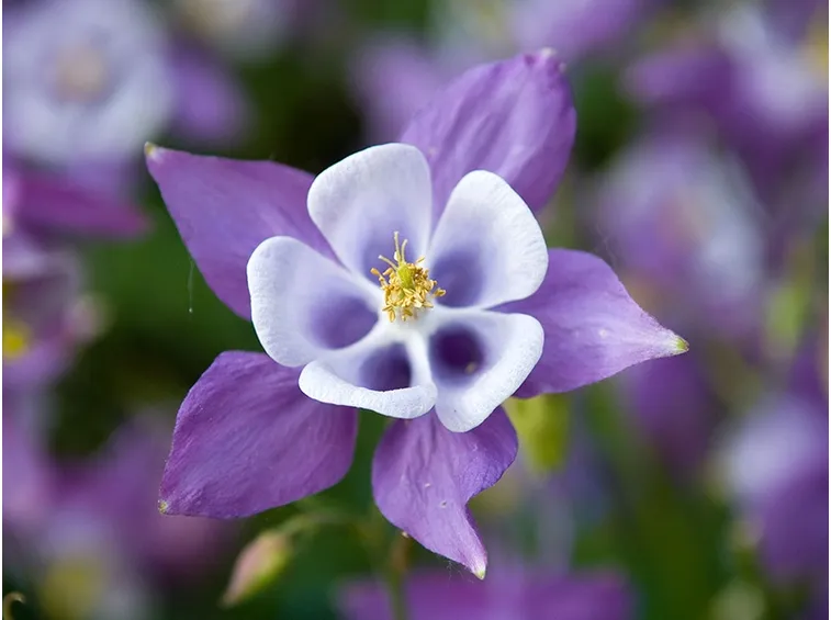 aquilegia