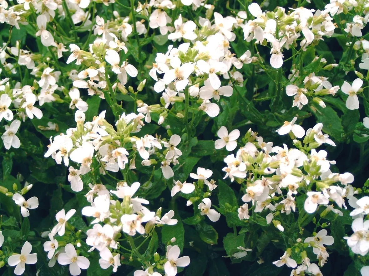 Arabis
