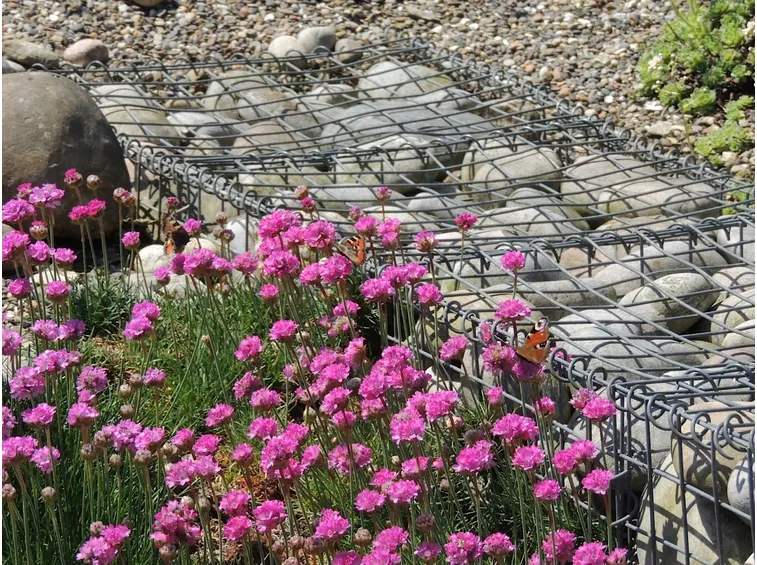 armeria