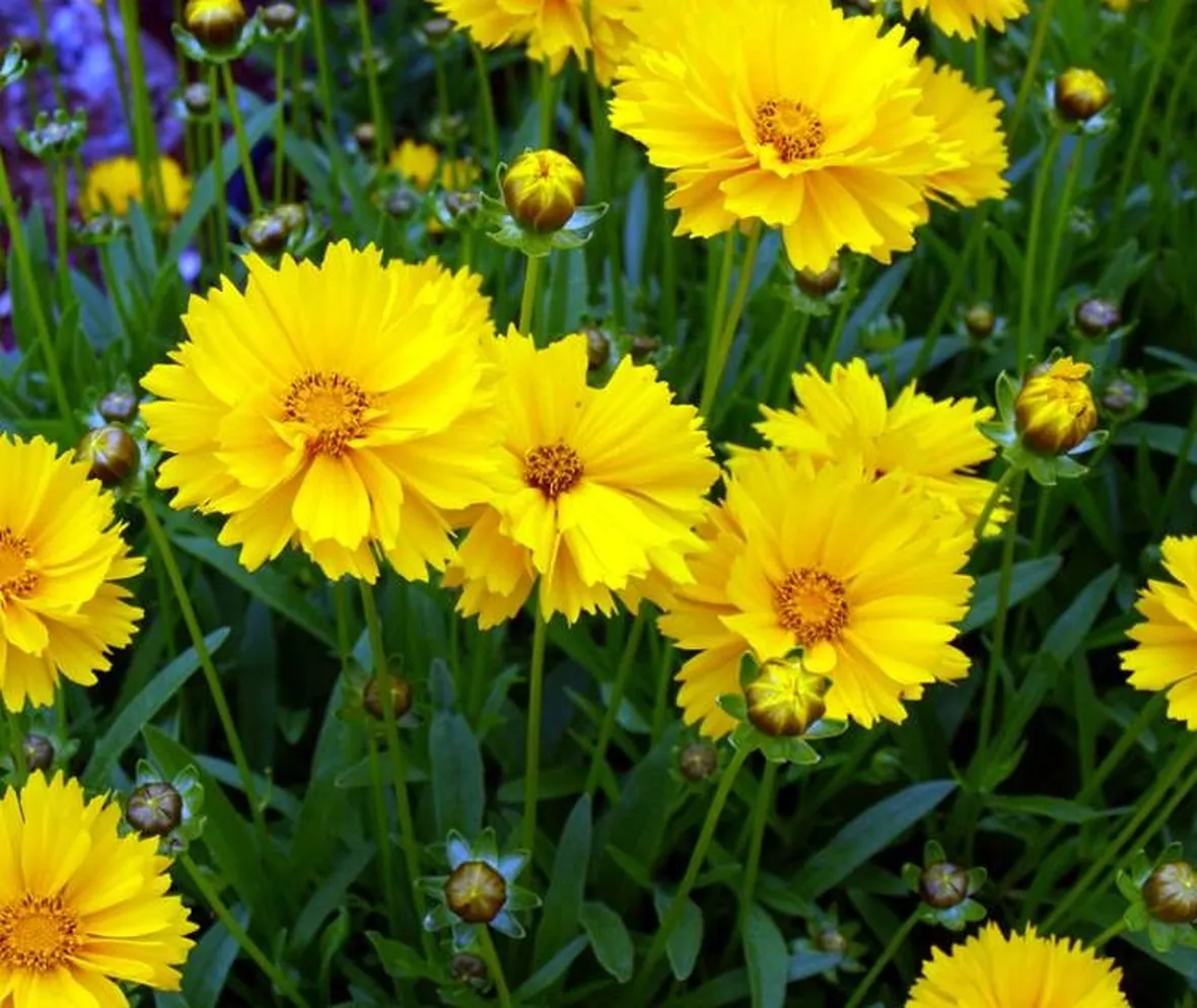 coreopsis