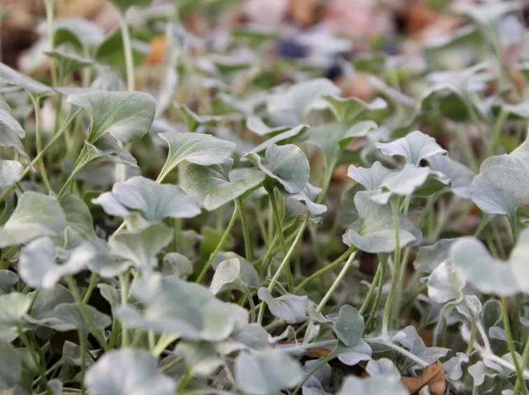 dichondra
