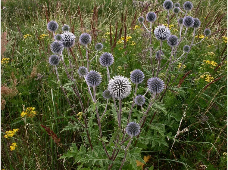 echinops 