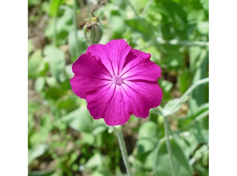 lychnis