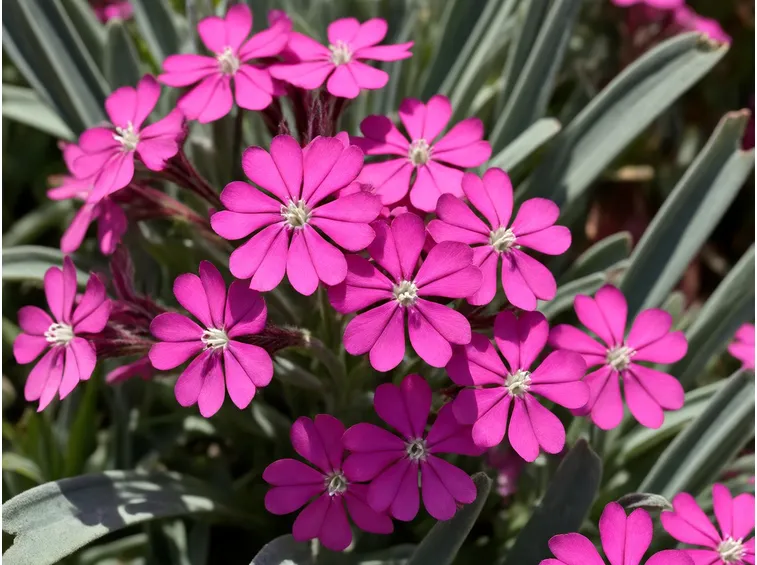 lychnis