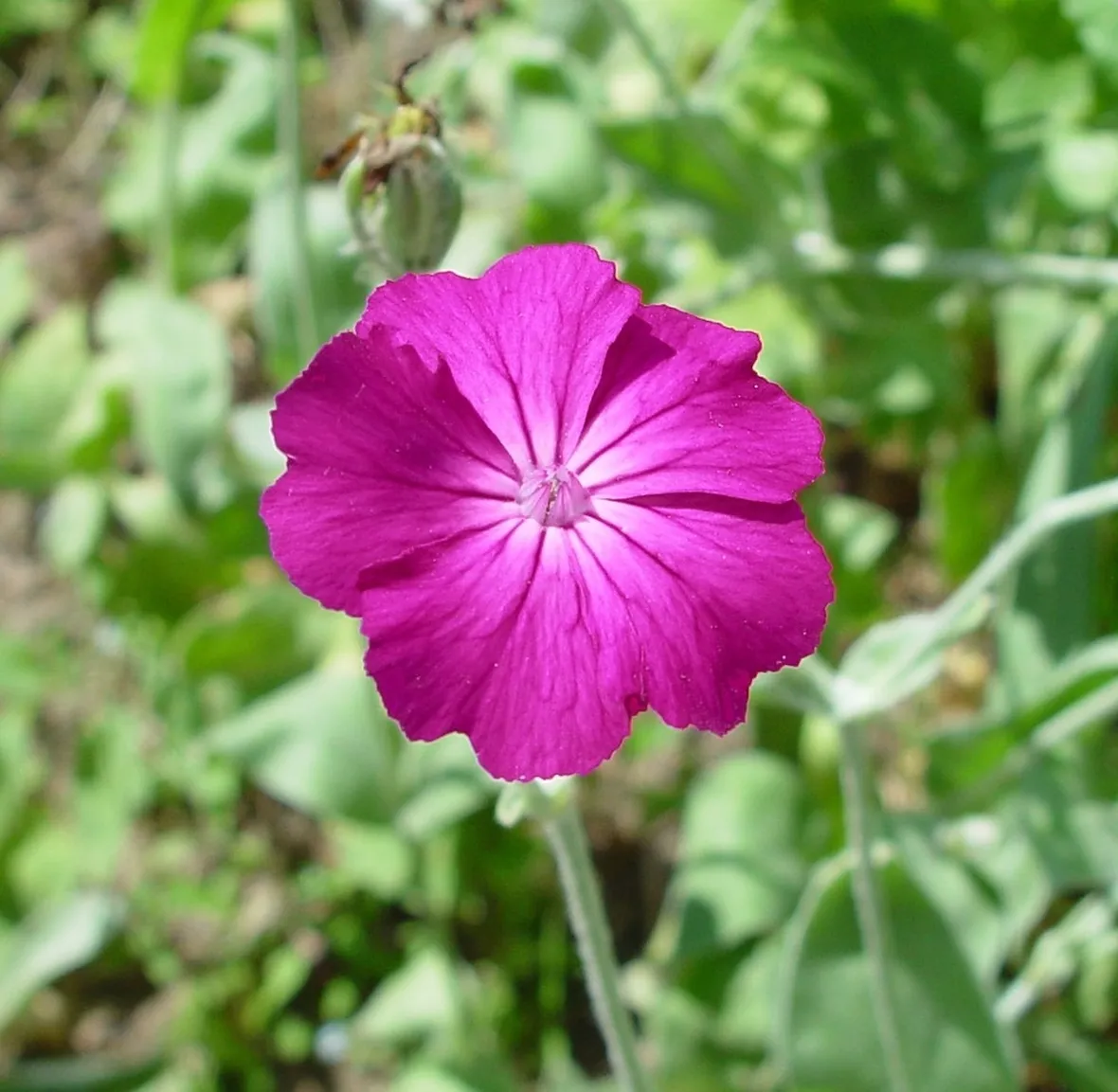 lychnis