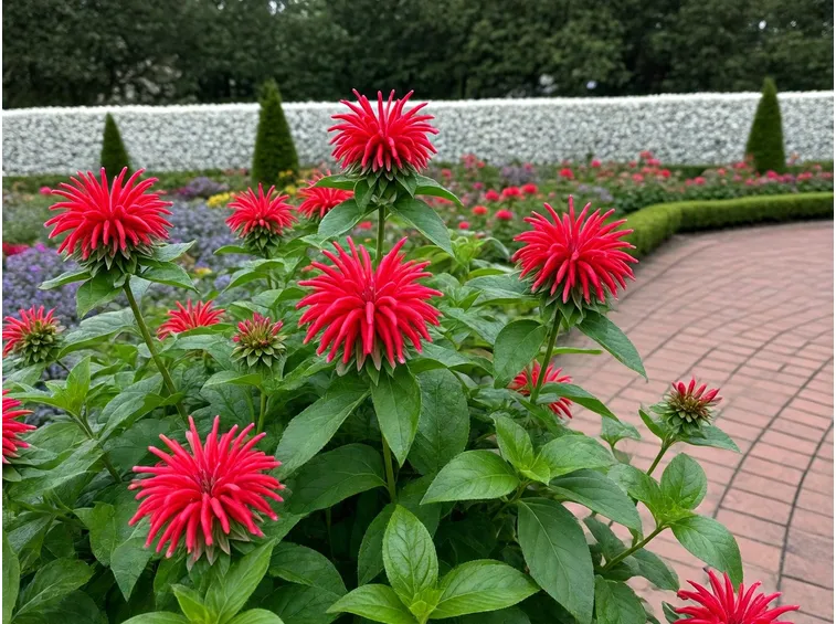 monarda didyma